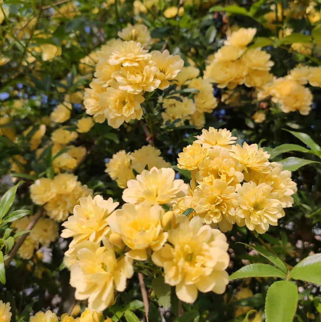 藤蔓花卉有哪些