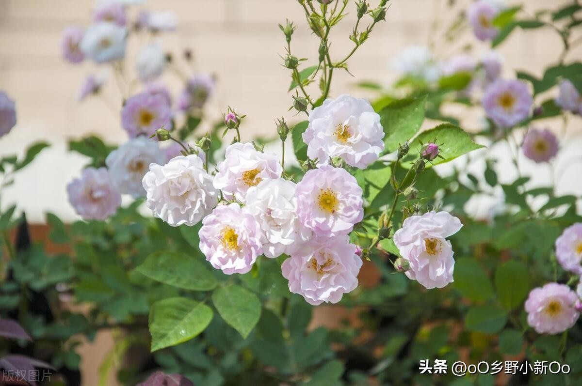 蔷薇花花期长的品种