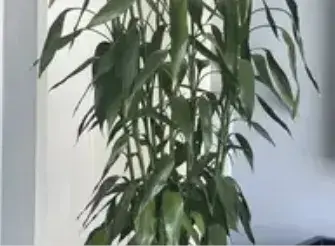 家庭常用花卉有哪些