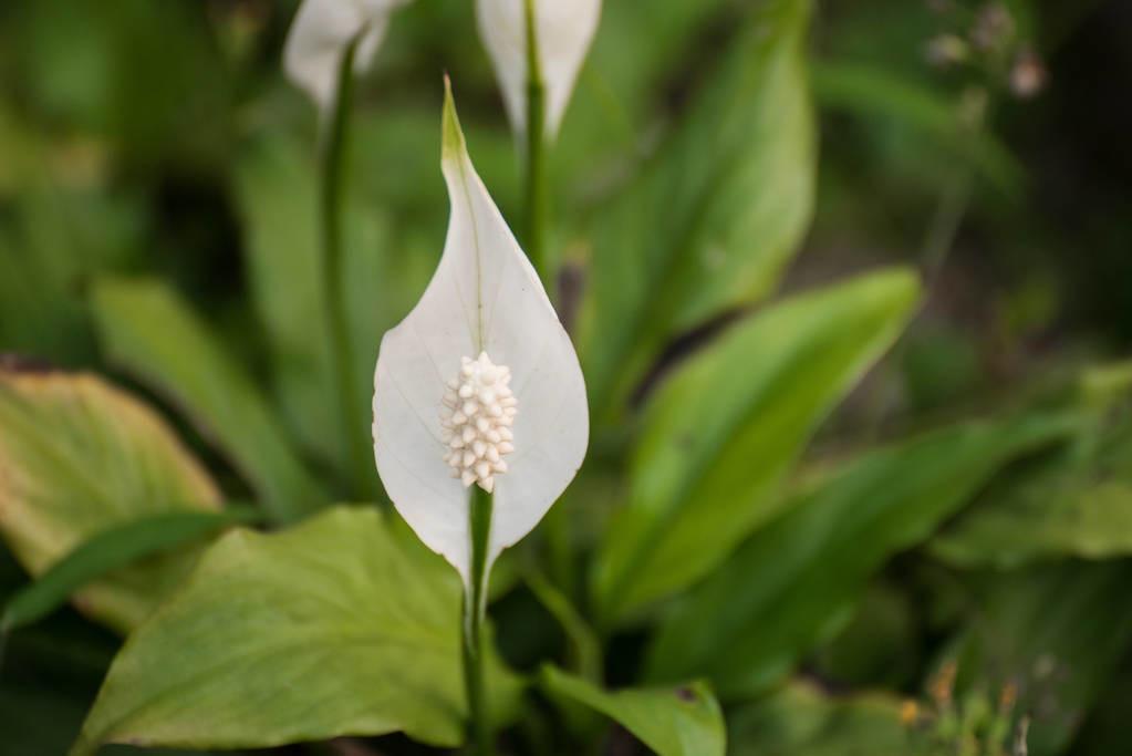 一帆风顺什么时候开花季节