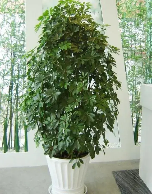 鸭掌木放客厅大忌