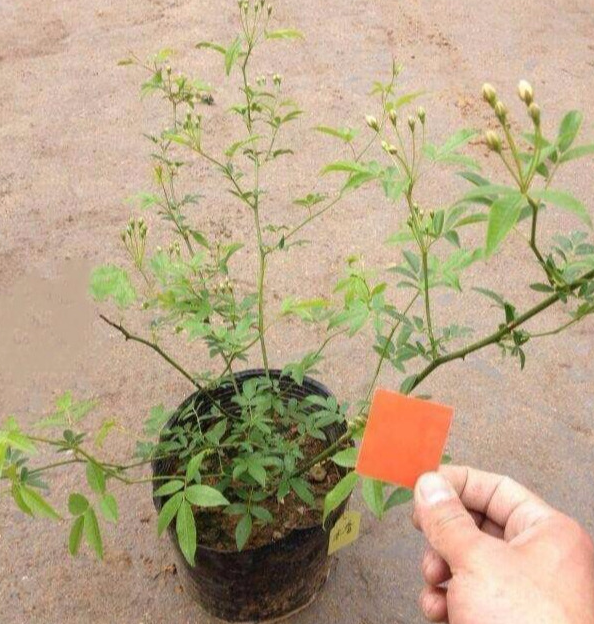 木香花花期多长