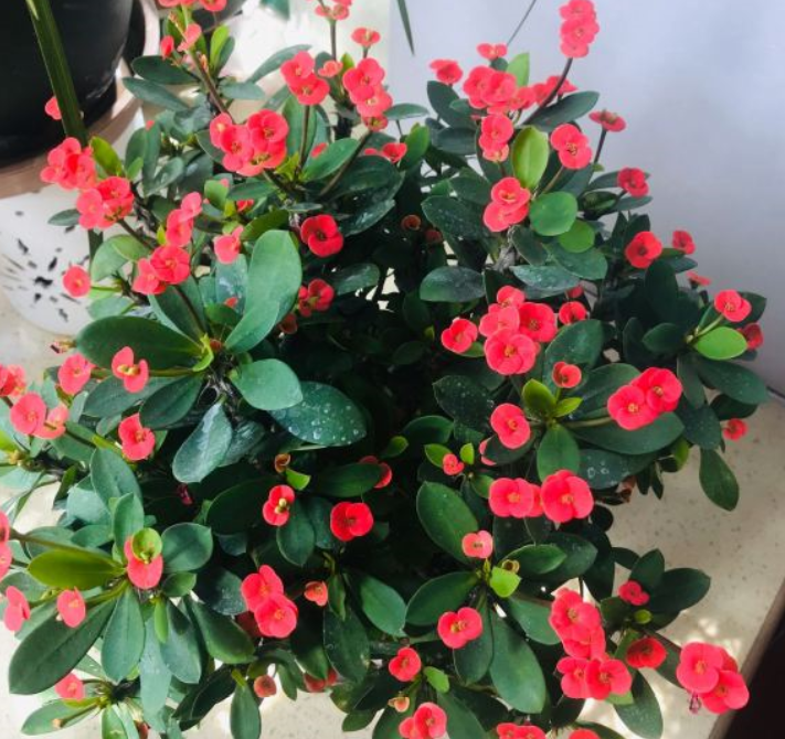 虎刺梅好养活吗