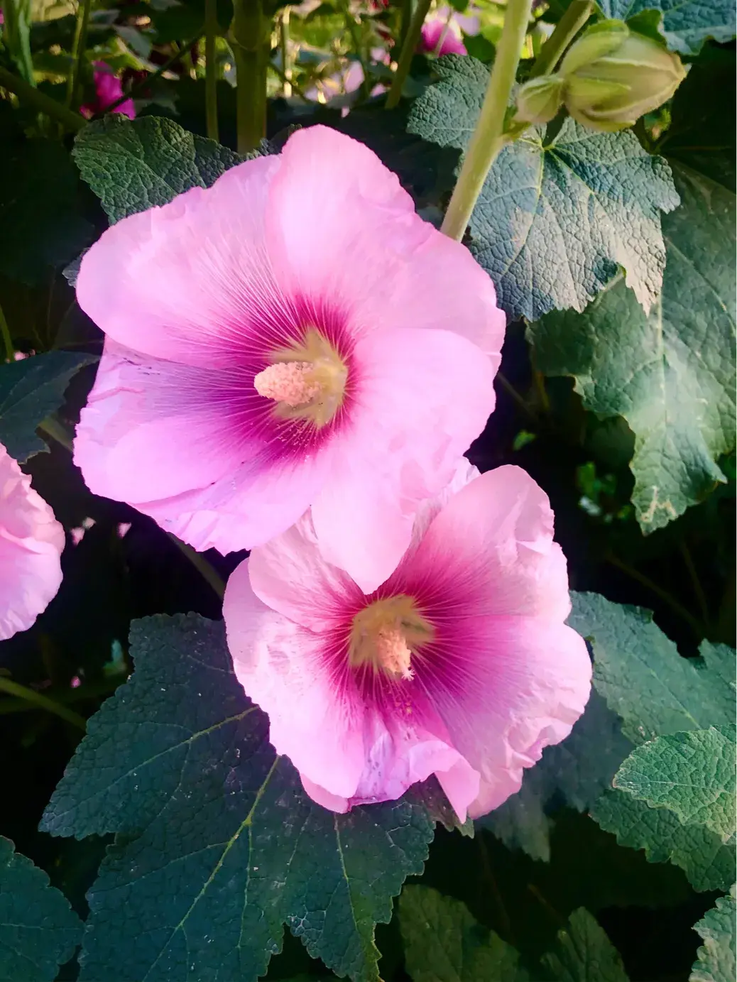 蜀葵花语和寓意