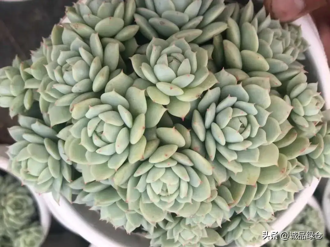 最漂亮的多肉排名榜