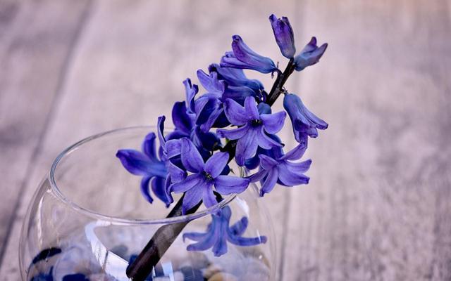 风信子的花语是什么
