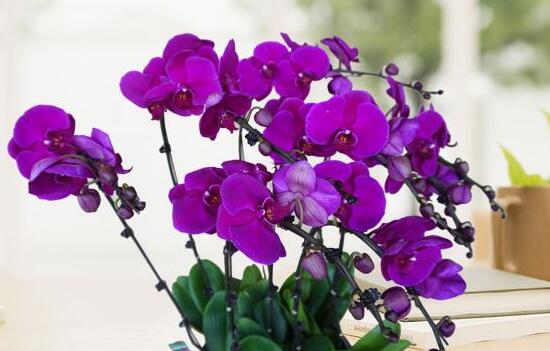 详细阅读:蝴蝶兰多长时间开花结果 蝴蝶兰多长时间开花结果