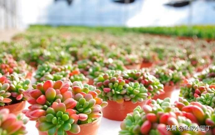 耳坠草多肉植物怎么养