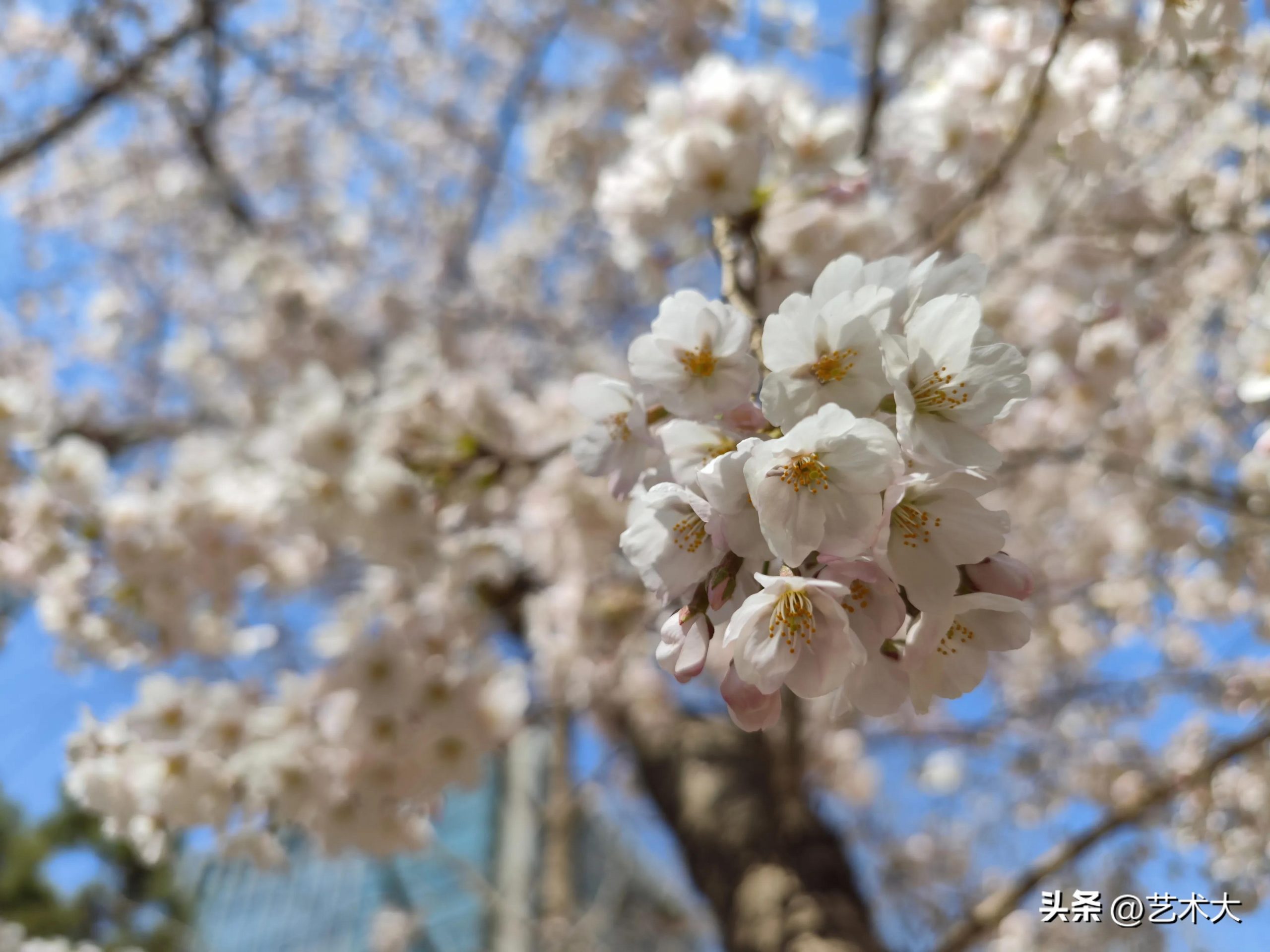 樱花的花语寓意是什么