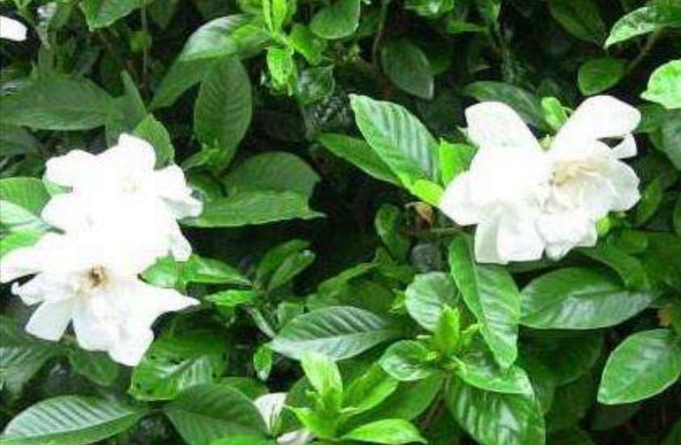 栀子花花期怎么施肥最好
