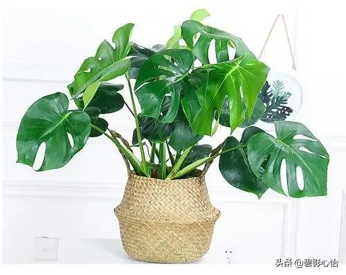 龟背竹有毒吗能室内养吗
