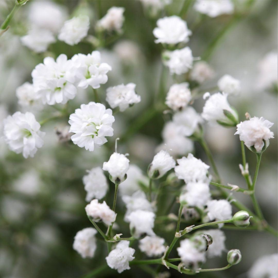 满天星鲜花怎么保存好