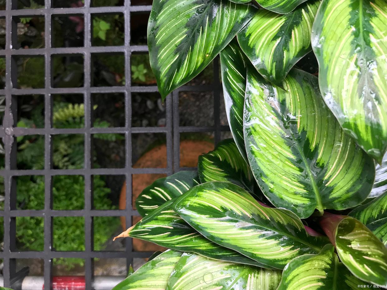 最耐阴的十大室内花卉有哪些