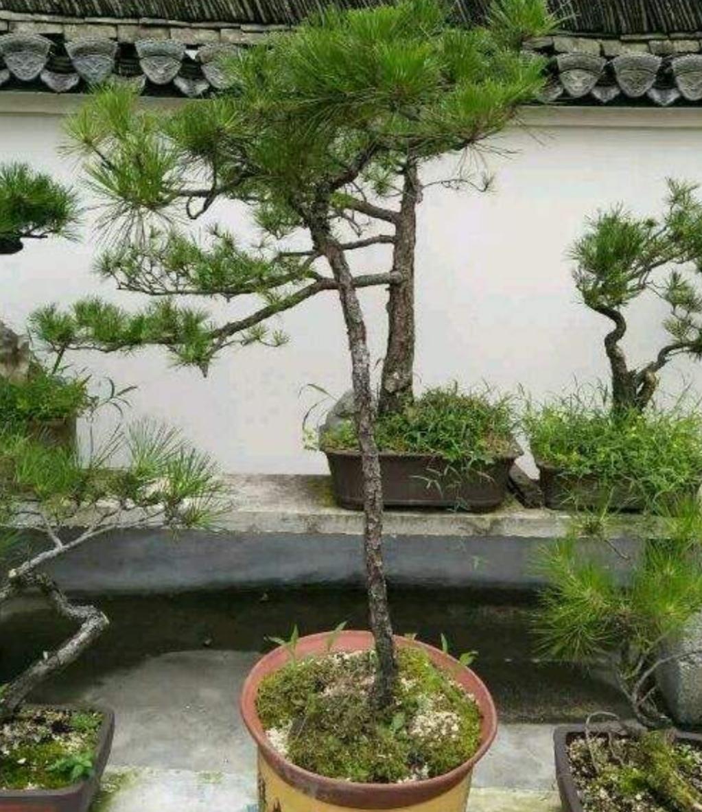 野生松树盆景制作方法