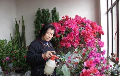怎么养花才能更旺盛一点