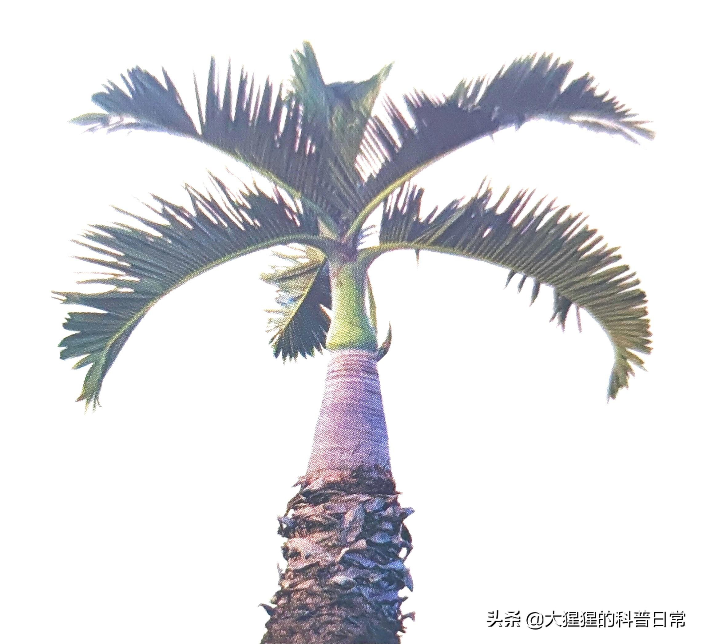 单子叶植物种子有哪些种类