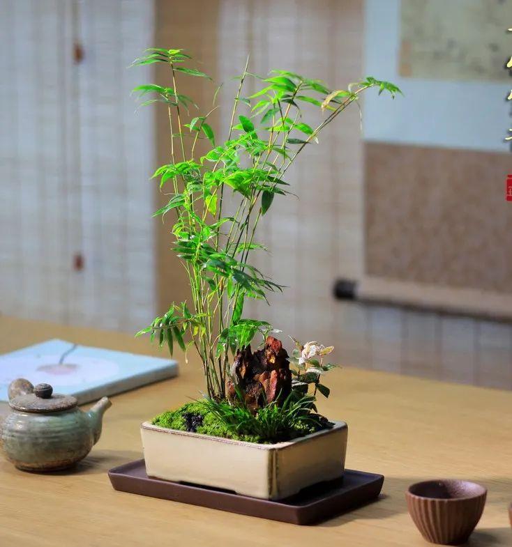 家里养凤尾竹好不好风水
