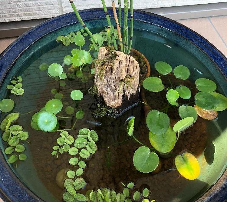 家里适合养什么水生植物好