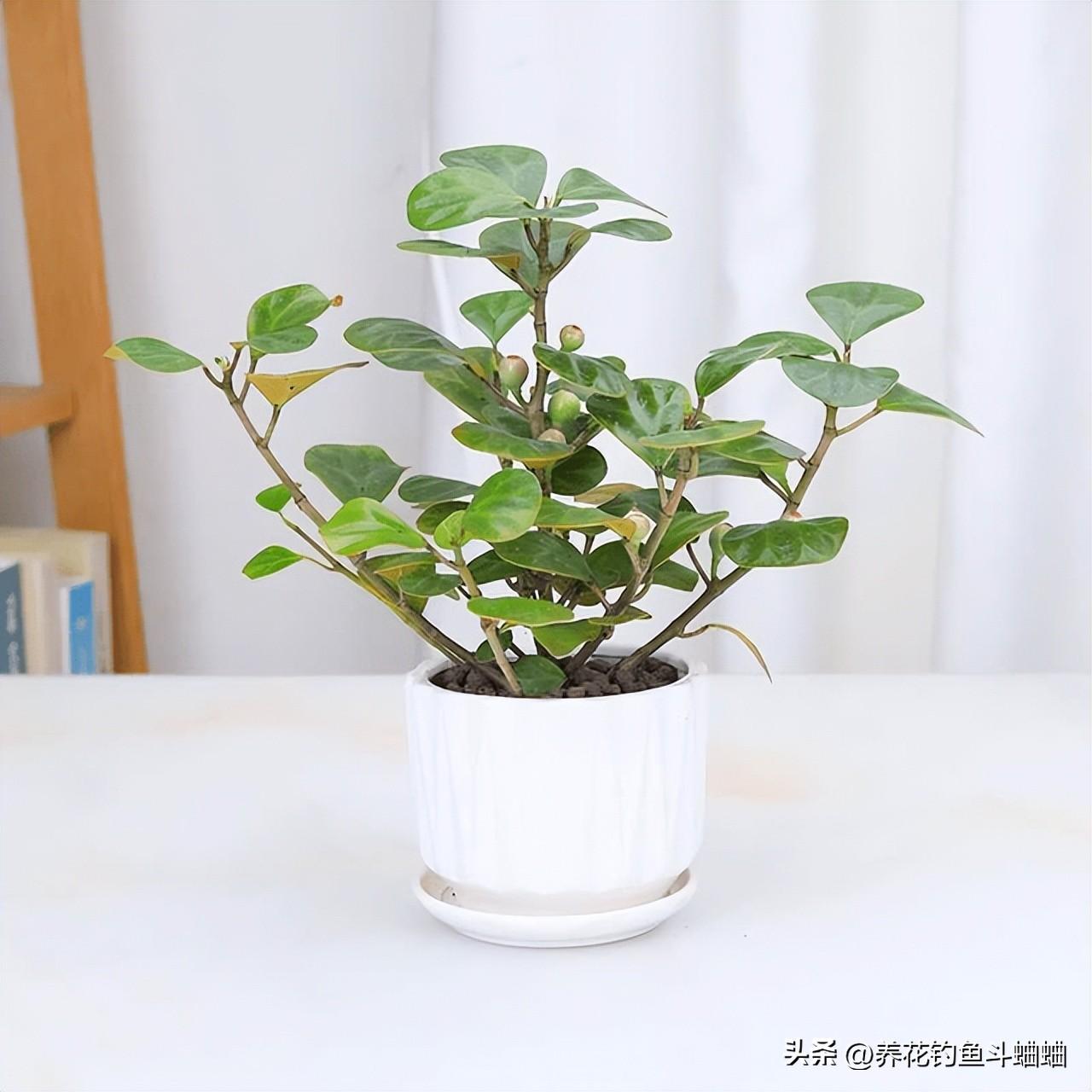小盼菩提树怎么养才长得好