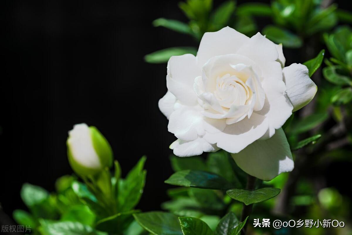 栀子花叶子蔫了软了怎么补救好