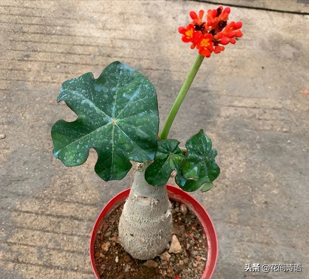佛肚海棠花语大全
