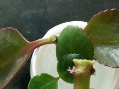 长寿花修剪时间和方法
