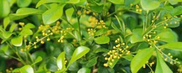 米兰花养殖方法米兰怎么剪枝