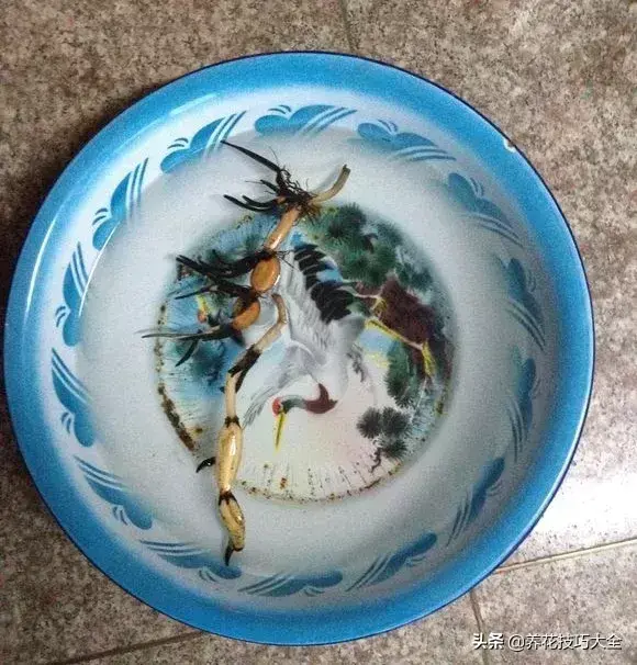 种植碗莲的方法和技巧