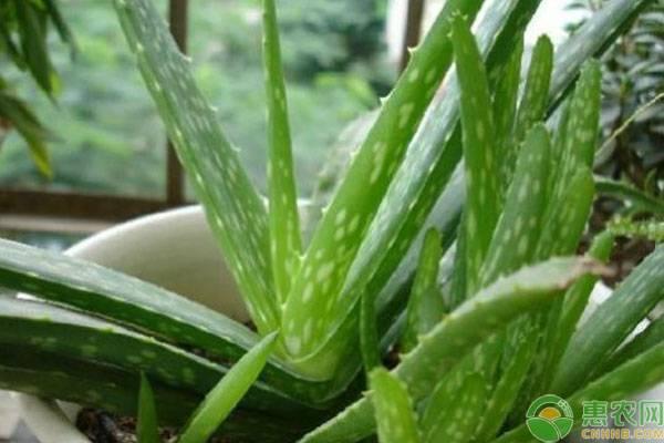 芦荟几天浇一次水最好养