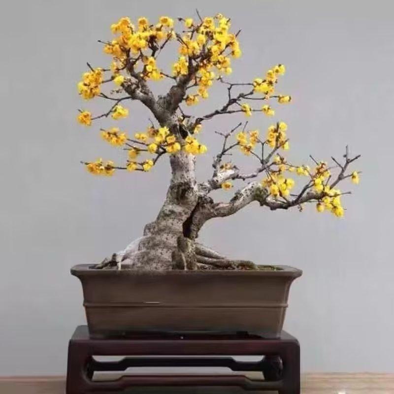腊梅树什么时候开花结果