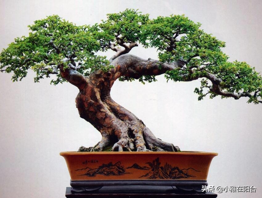 盆景植物造型制作方法有哪些
