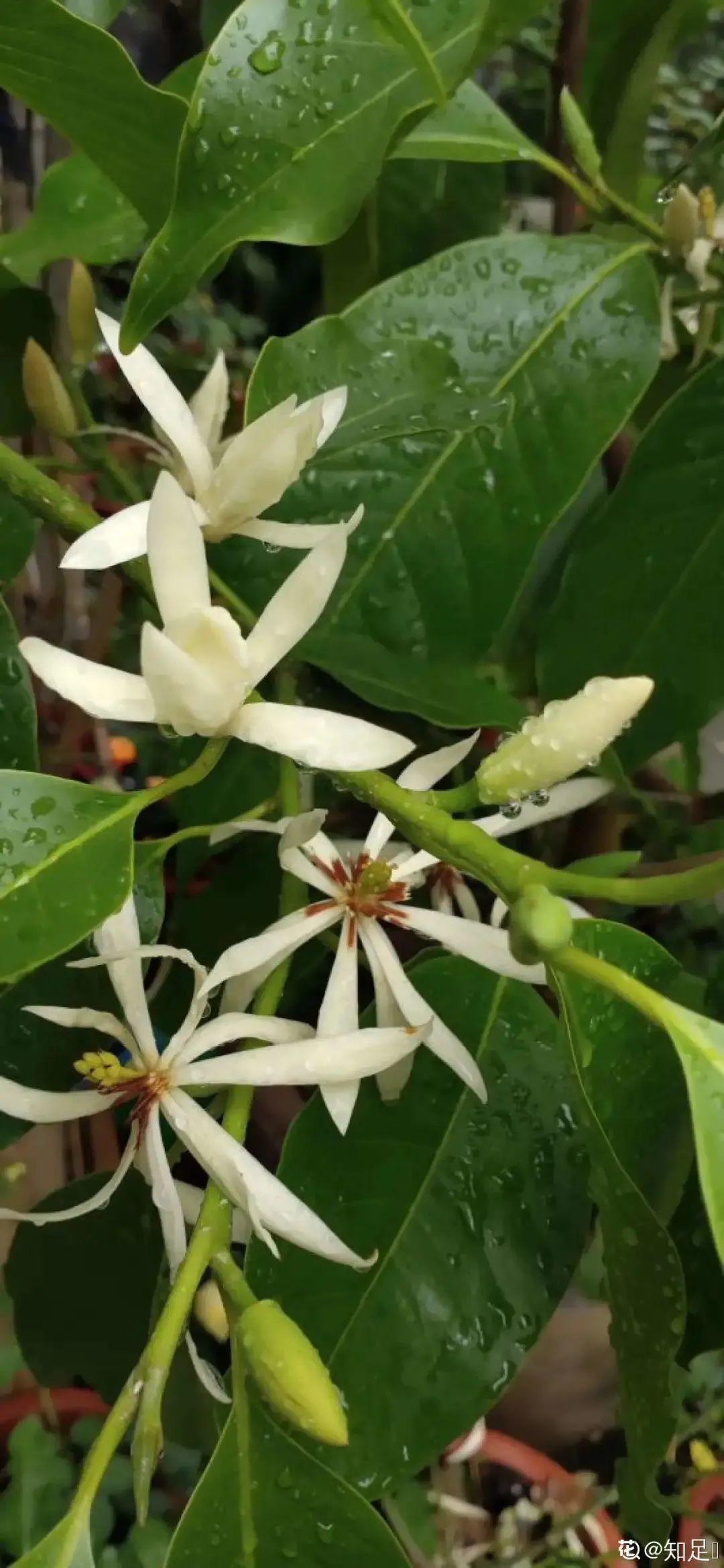 最香的花是什么花