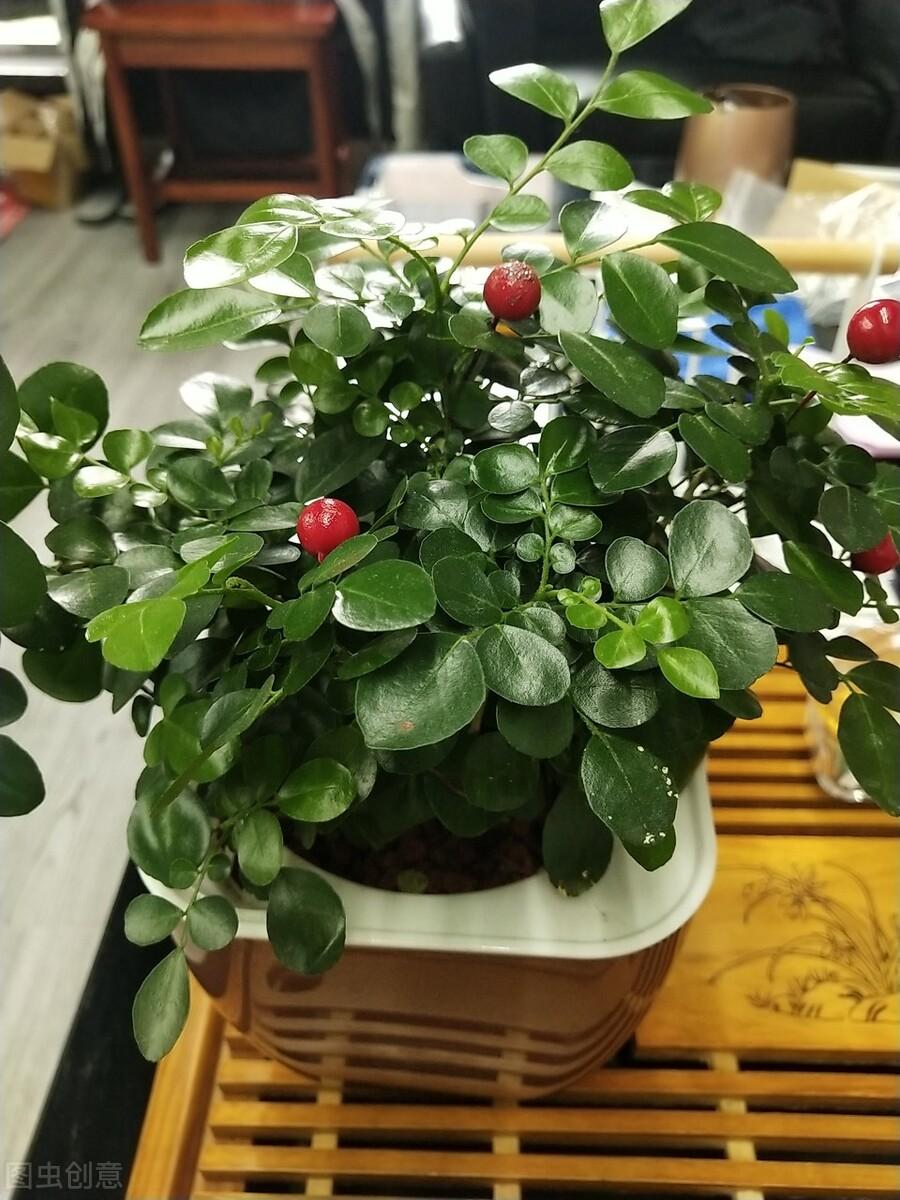 九里香几月开花结果