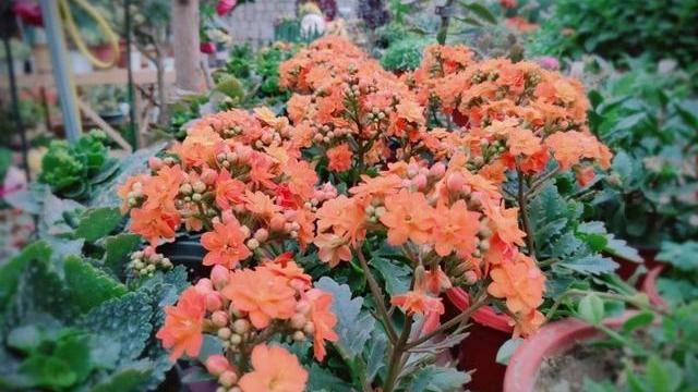 长寿花怎么养才旺盛呢