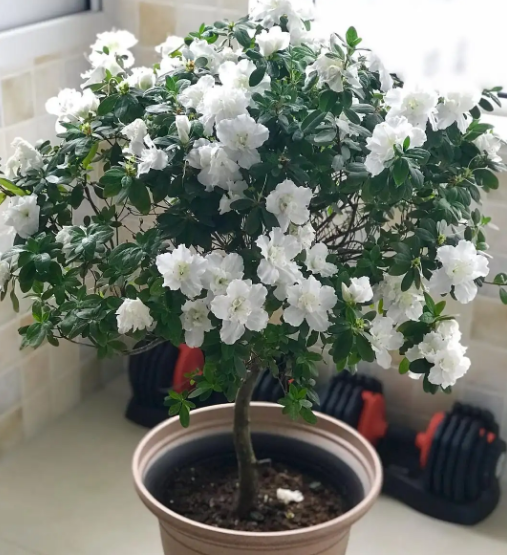 家里放杜鹃花吉利嘛