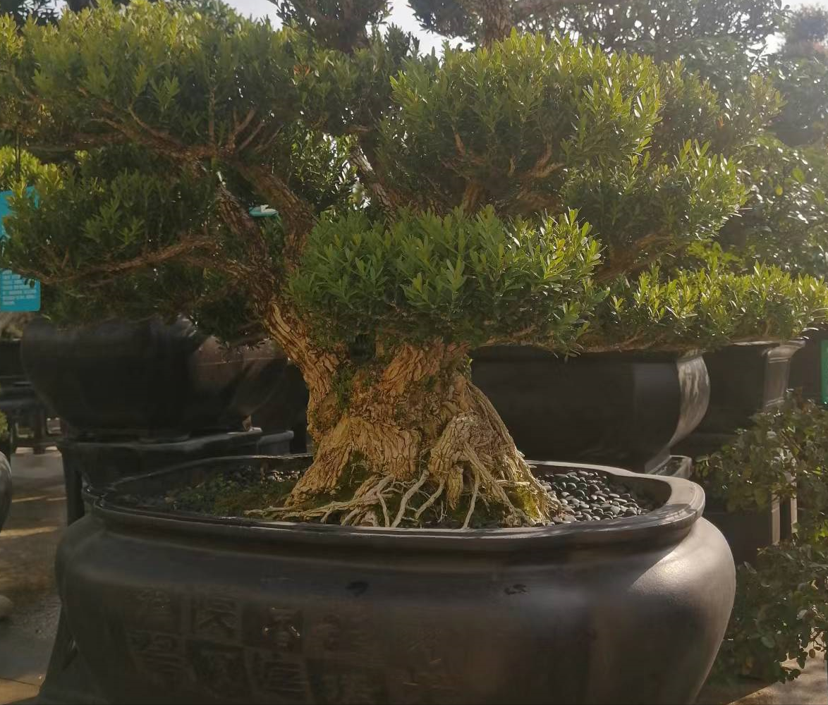 镇宅十大吉树是哪些