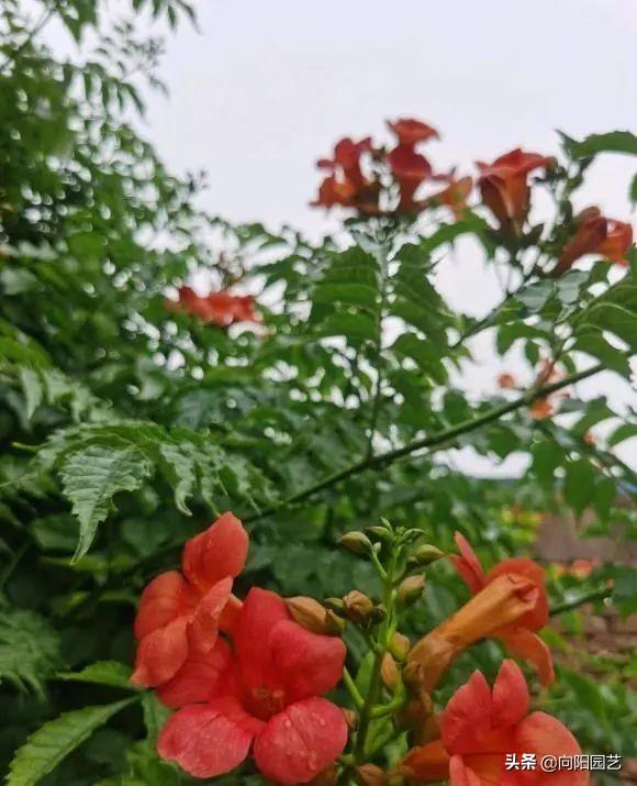 凌霄花几月份开花发芽