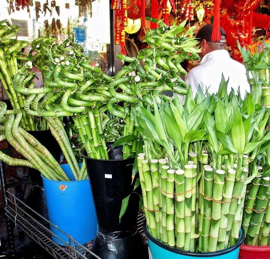 富贵竹剪下的杆能用水养活吗