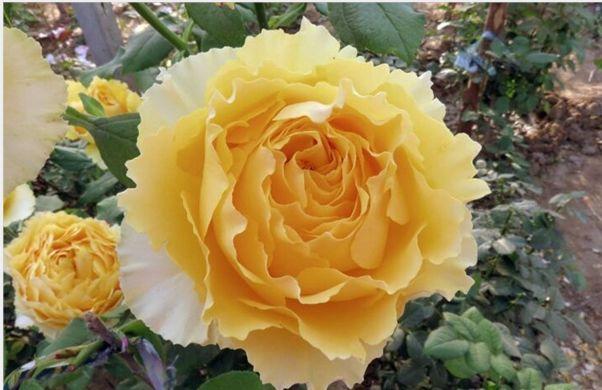 阳光笑容月季优缺点