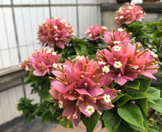 三角梅只长叶子不开花原因及处理方法
