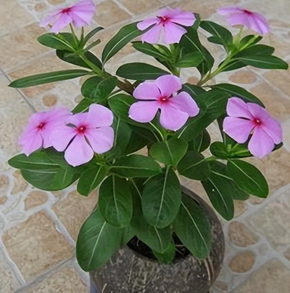 长春花花期有多长