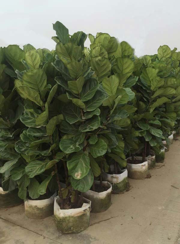 绿植琴叶榕好养吗