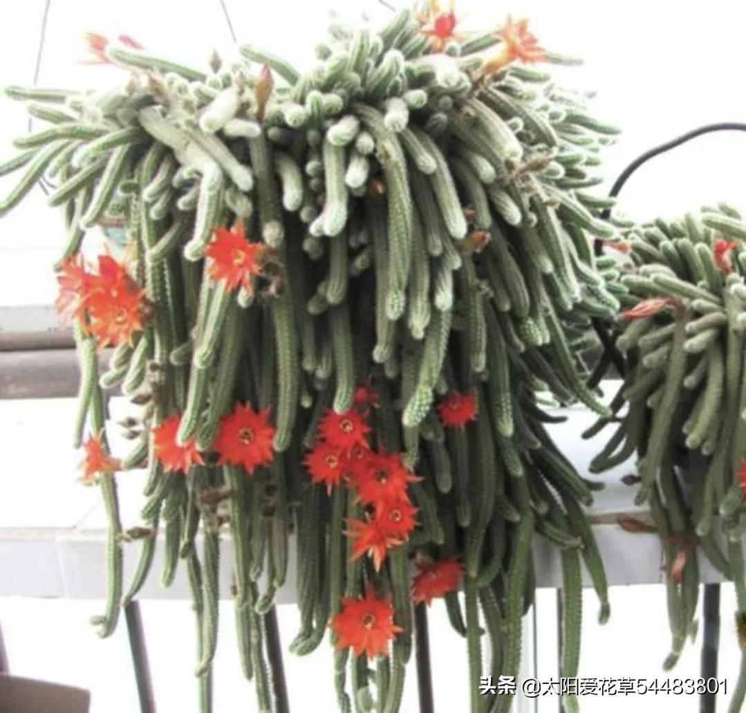 仙人指怎么养才能开花