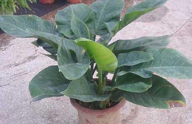 绿霸王的养殖方法是什么