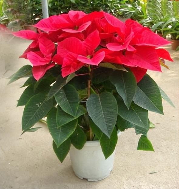 石斛兰的寓意和风水作用