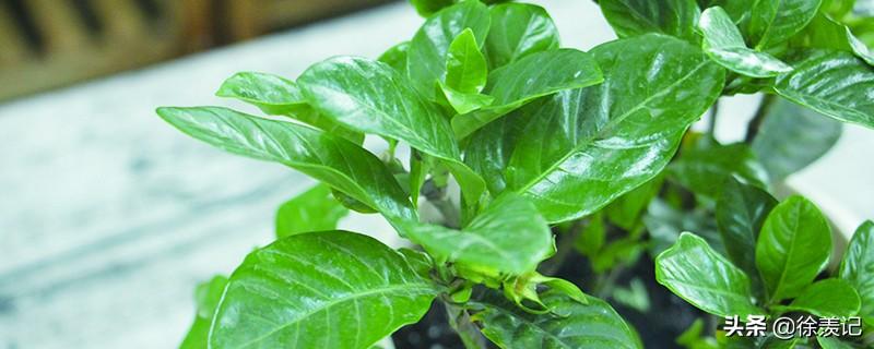 桅子花的花语和寓意