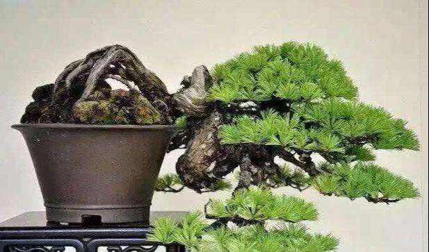 野生马尾松树桩盆景怎么养