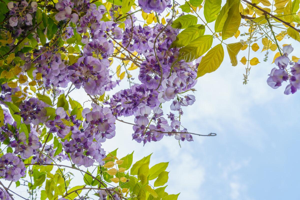 紫藤花花语寓意是什么