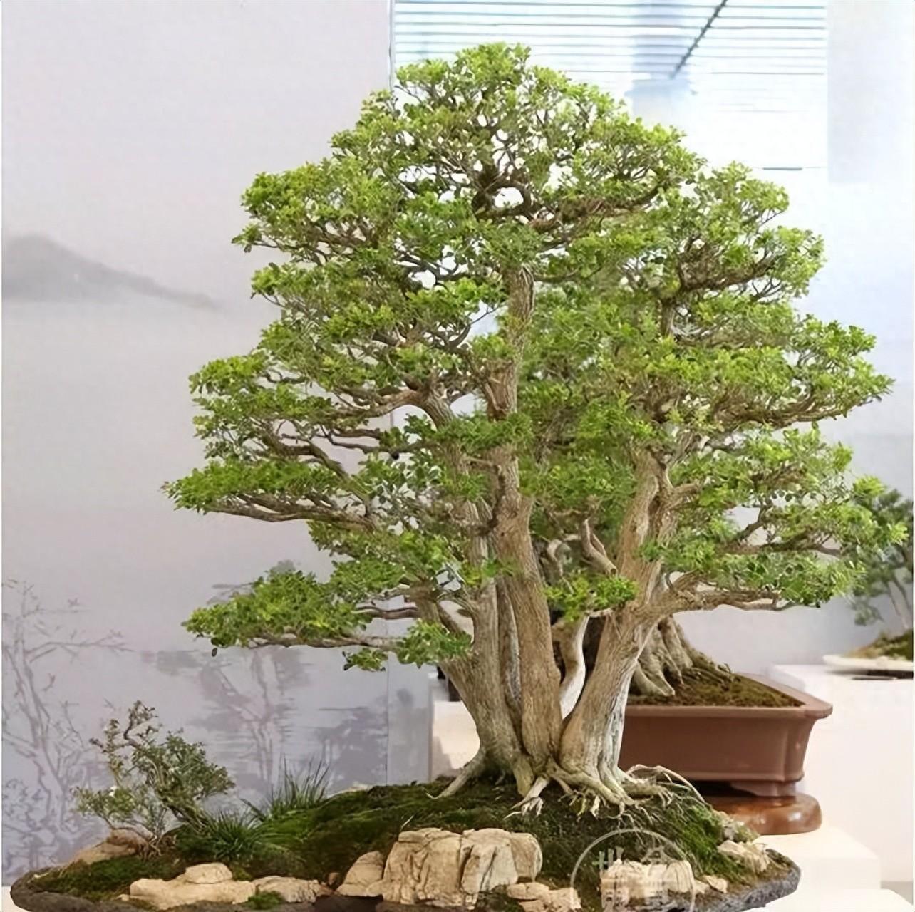 珍珠梅盆景叶子发黄掉落是怎么回事