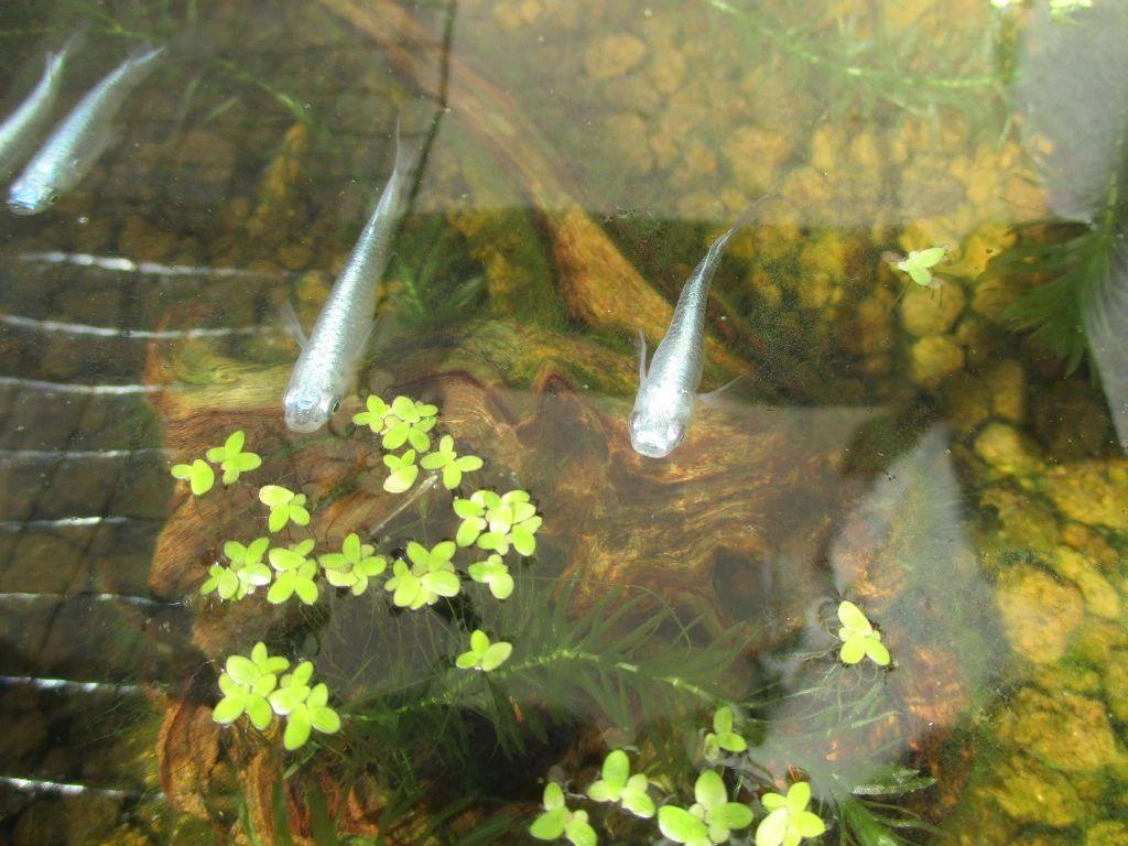 家里适合养什么水生植物好